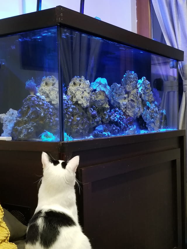 cat and fish tank
