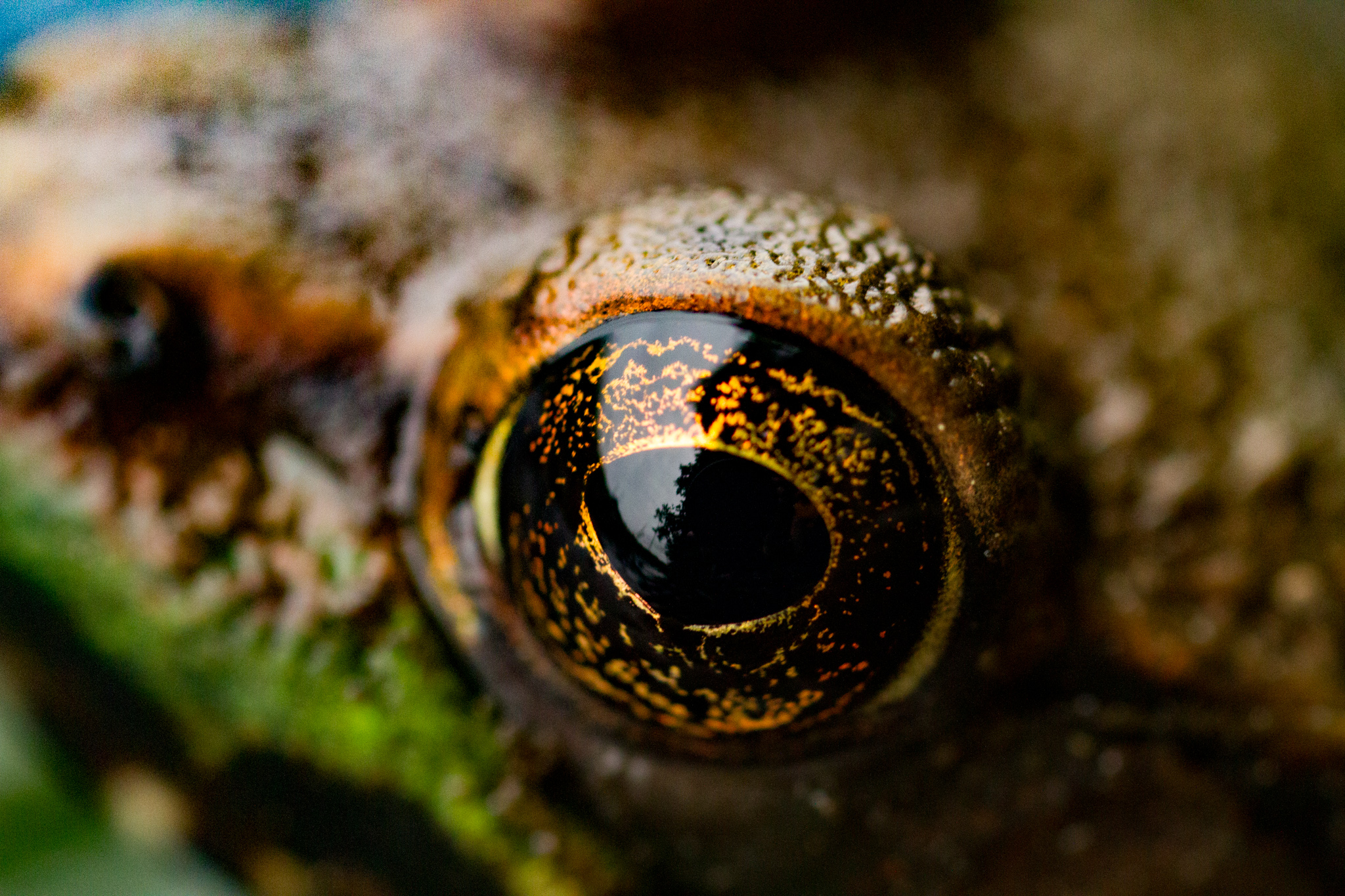 macro picture of frog eye